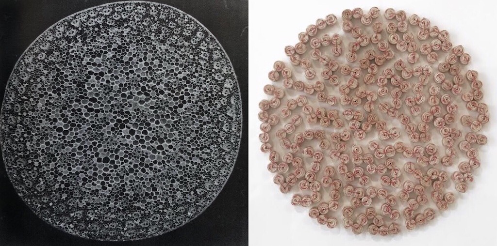 Karyl Sisson Magnifies Microscopic Organisms in her Exhibition at the Craft in America Center