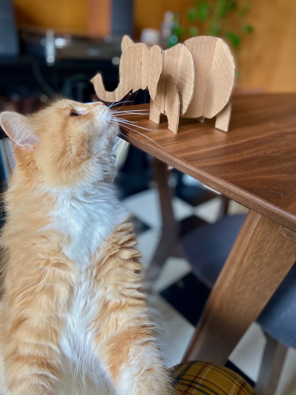 elephant cardboard project, But curiosity never hurt! Experiment with making other animals using these same steps, but with different shapes. Get creative and happy crafting!